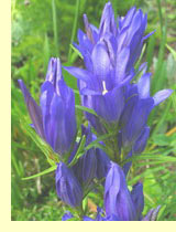 Горечавка легочная Горечавка легочная (Gentiana pneumonanthe L)